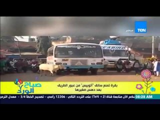 صباح الورد - فيديو لـ "بقرة" تمنع سائق إتوبيس من عبور الطريق بعد دهس صغيرها