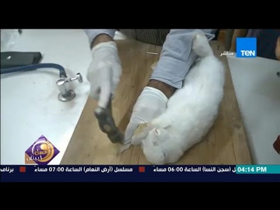 عسل أبيض | 3asal Abyad - فيديو لمدرس بلا رحمة .. يعذب "أرنب حي" بثبيته بالمسامير وهو "حي"