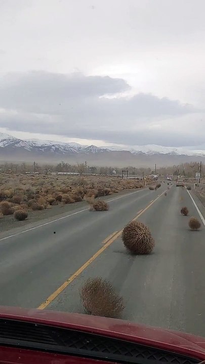 Tumbleweed Stampede