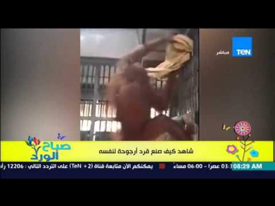صباح الورد - فيديو لذكاء قرد ... يصنع أرجوحة وسرير له من على قضبان القفص الحديد