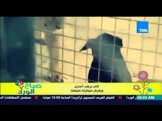 صباح الورد - فيديو يجذب رواد التواصل الإجتماعي لكلب يرهب "أسدين" ويفرض سيطرته عليهم