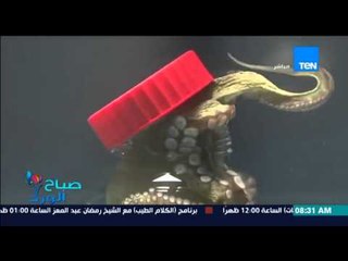 صباح الورد - فيديو مدهش لعرض إخطبوط وهو يخرج نفسه من محبسه بعد "فك غطاء البرطمان"