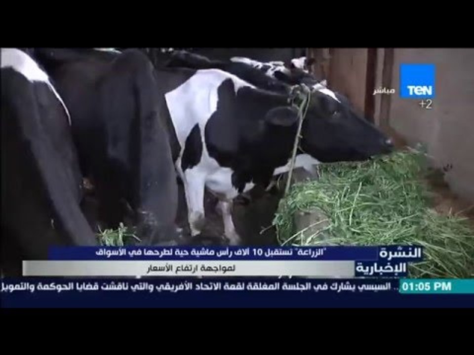 النشرة الإخبارية - الزراعة تستقبل 10 ألاف رأس م...