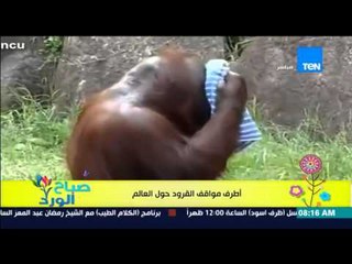 صباح الورد - فيديو | يحقق 3 مليون مشاهدة لأطرف مواقف القرود حول العالم