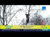 صباح الورد - فيديو يجذب مشاهدات كثيرة للقطات مرعبة لرجل يتسلق  شجرة هرباً من دب غاضبا