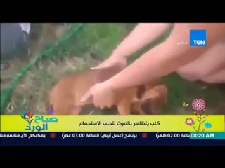 صباح الورد - فيديو يحقق 24 مليون مشاهدة لكلب يتظاهر بالموت لتجنب الإستحمام