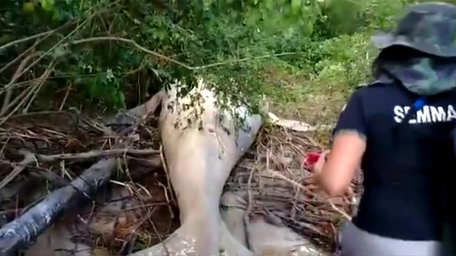 Baleia Jubarte é encontrada em área de mata na praia do Marajó, no Pará