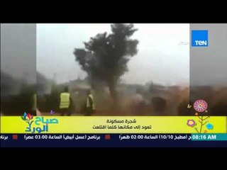 صباح الورد - فيديو يحقق مشاهدات عالية لـ "شجرة مسكونة" تعود إلى مكانها كلما حاولوا إقلاعها من الأرض