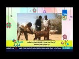 صباح الورد| الزراعة تبحث تعديل 9 اشتراطات لاستيراد الماشية من السودان لضمان سلامتها