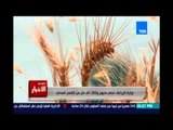 Studio El25bar | ستوديو الأخبار - وزارة الزراعة تسلم مليون و200 ألف طن من القمح المحلي