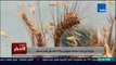 Studio El25bar | ستوديو الأخبار - وزارة الزراعة تسلمنا 2 مليون و670 ألف طن قمح محلي
