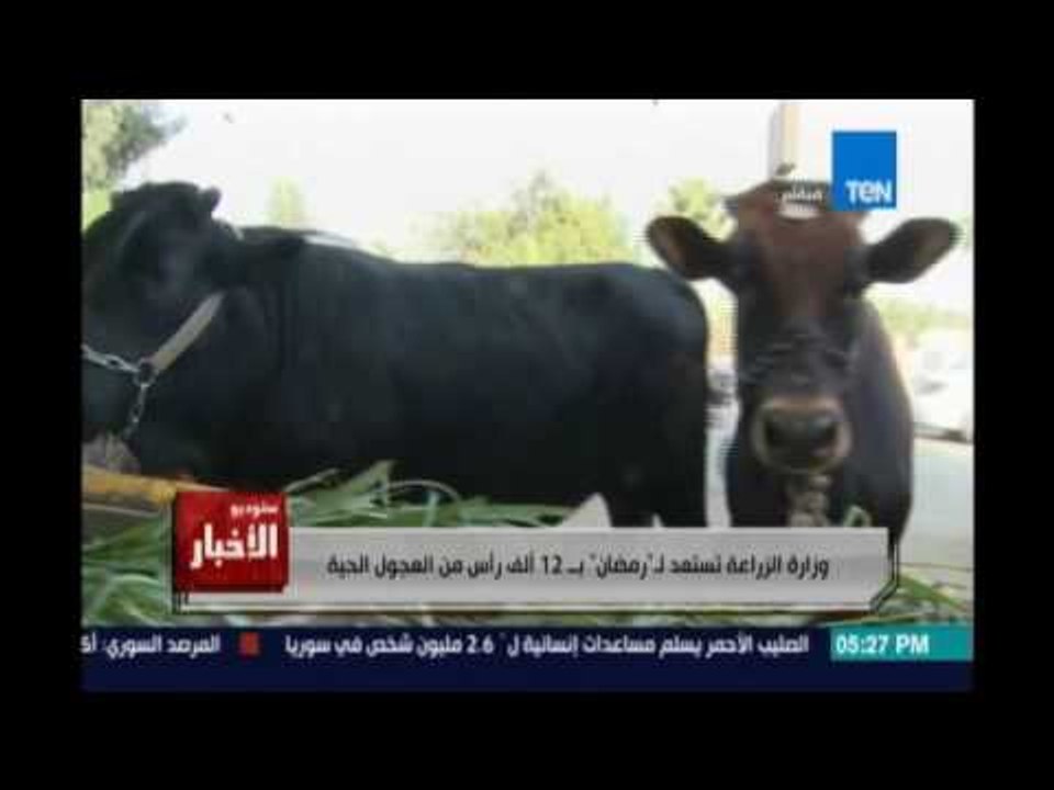 ‫ستوديوالأخبار‬..وزارة الزراعة تستعد لـ رمضان بـ12 ألف رأس من العجول الحية