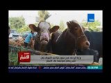‫‏ستوديوالاخبار‬.. وزارة الزراعة : طرح عجول حية في الاسواق خلال شهر رمضان لمواجهة غلاء الاسعار