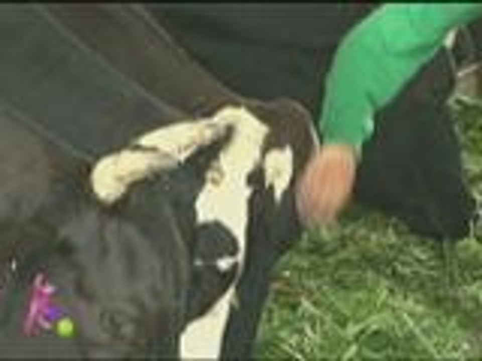 Classical music is good for milking cows