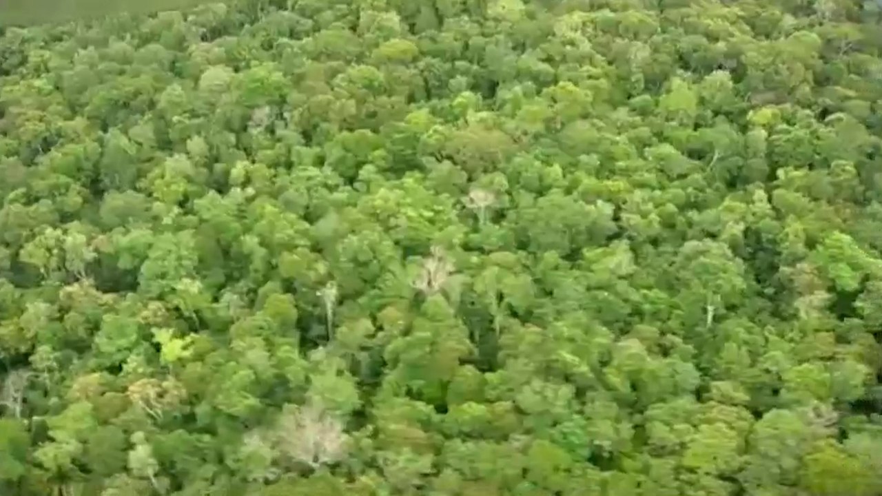 Científicos advierten que un millón de especies está en riesgo de extinción