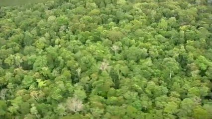 Científicos advierten que un millón de especies está en riesgo de extinción