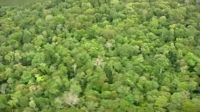 Científicos advierten que un millón de especies está en riesgo de extinción