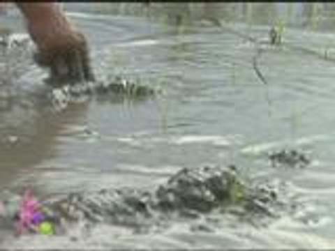 Magtanim ay di biro; Kris learns the value of farming