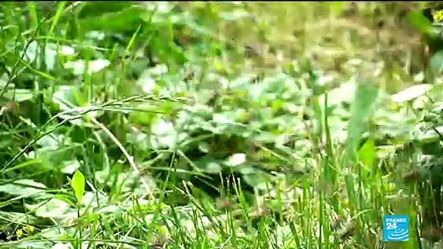 Biodiversité : 1 million d'espèces menacées d'extinction selon un rapport de l'ONU