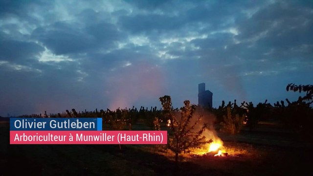 Froid en Alsace : les viticulteurs et arboriculteurs réchauffent leurs cultures