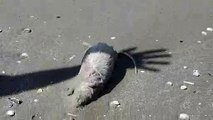 Barletta: grosso ratto di fogna sulla spiaggia di Ponente