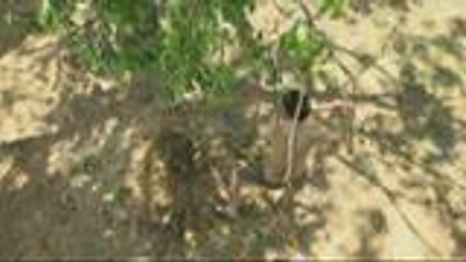 Nasa panganib nga ba ang buhay ng mga dwende na nasa punso?