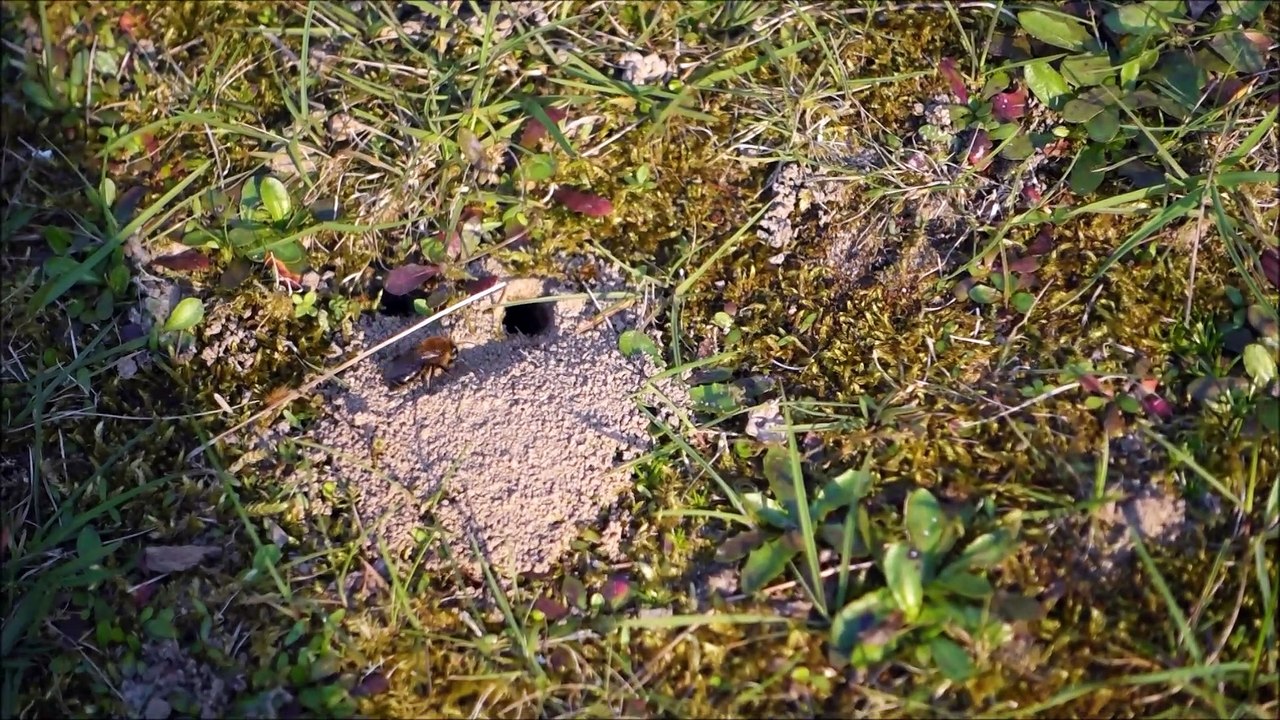 Forbach : des abeilles solitaires dans la cour de l'école Louis Houpert