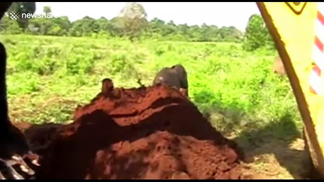 Two baby elephants rescued from a pit in Sri Lanka