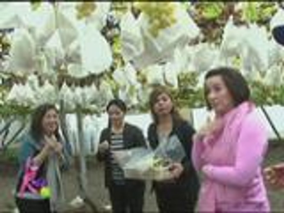 Ballsy, Pinky and Kris go grape-picking