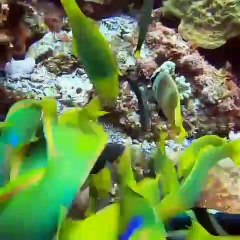 Observez ces superbes poissons au fond de l’océan. Une espèce très rare !