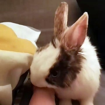 Ce lapin est trop chou. Il fait tout pour avoir des caresses !