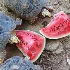 Quand des tortues se gavent de pastèques bien juteuses !!