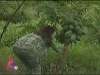 Pokie, the horticulturist