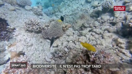 Biodiversité : il n'est pas trop tard