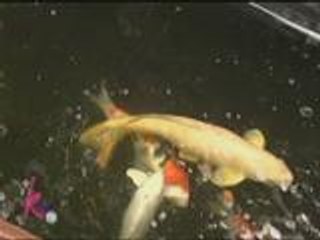 Ang kwento sa mga alagang Koi fish ni Coco