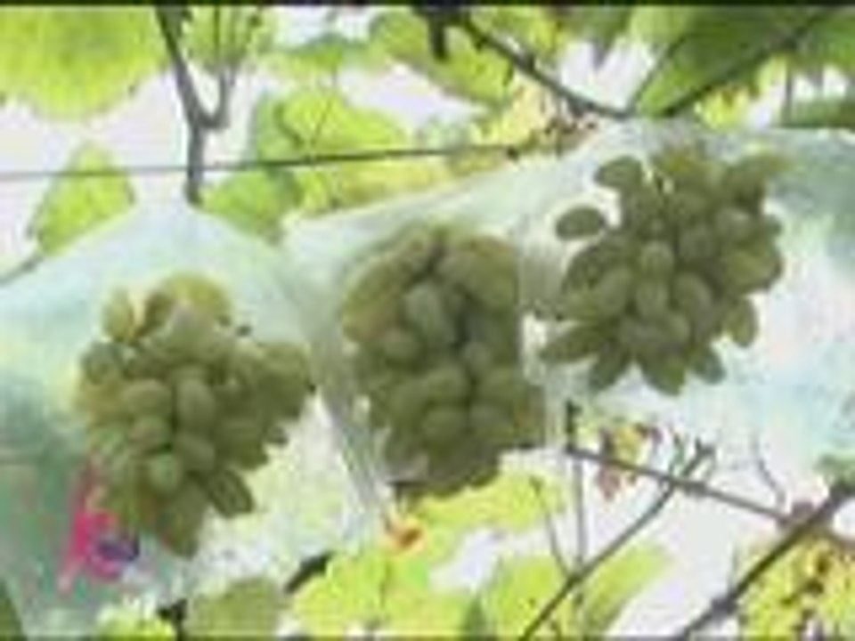 Kris and her sisters enjoy the grapes they picked