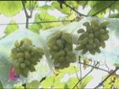 Kris and her sisters enjoy the grapes they picked