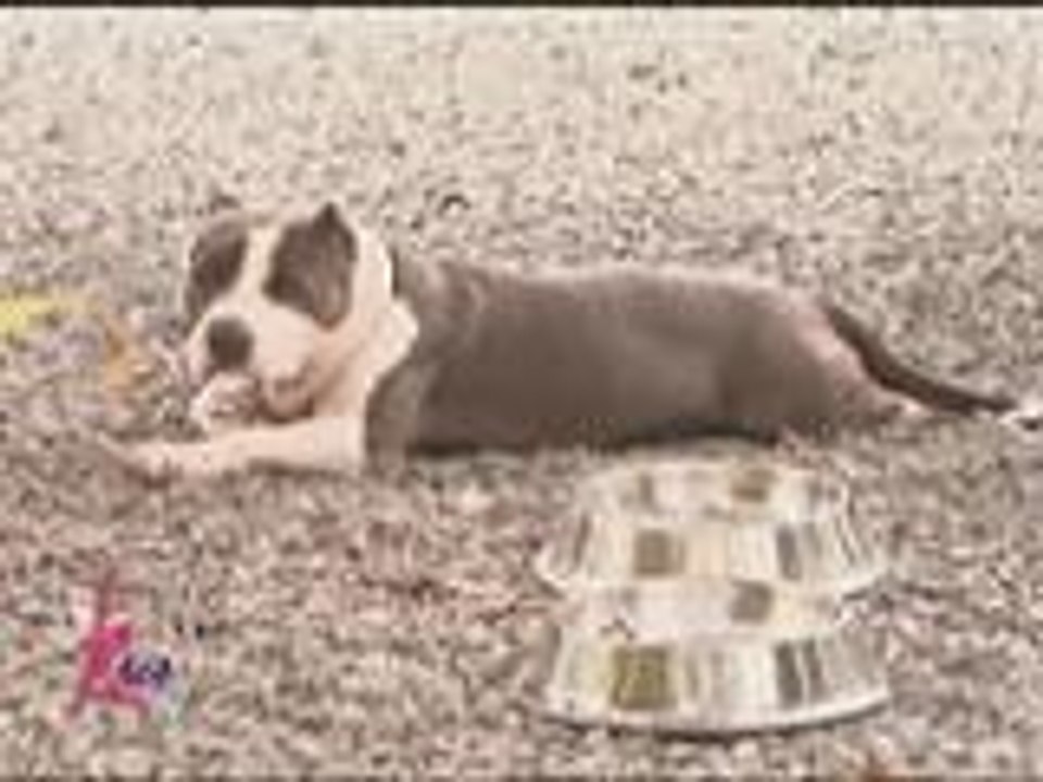 Coco's pet dogs