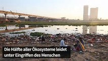 Bis zu eine Million Arten vom Aussterben bedroht