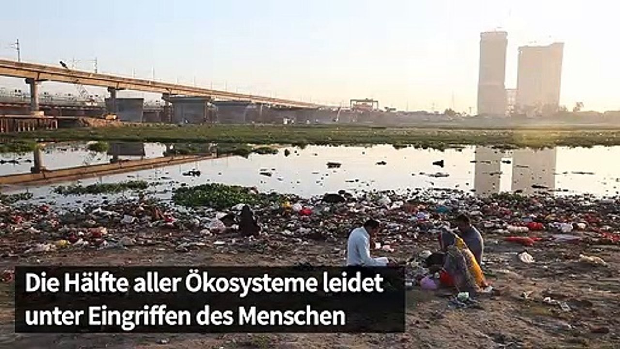 Bis zu eine Million Arten vom Aussterben bedroht