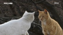[NATURE] cats fighting on trees,MBC 다큐스페셜 20190506