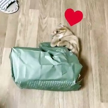 Ces magnifiques chats jouent à cache-cache. Marrant !