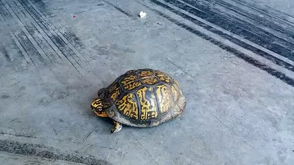 Cette tortue est extraordinaire. Observez sa carpe avec attention !!