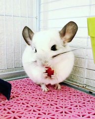 Cet adorable chinchilla mange une fraise avec appétit. Trop mignon !