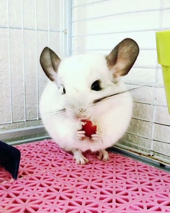 Cet adorable chinchilla mange une fraise avec appétit. Trop mignon !