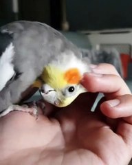 Quand un perroquet est jaloux. Ce qu'il fait est surprenant !!