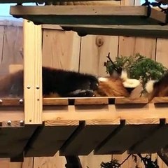 Quand un panda roux se fait sa toilette. Très beau !