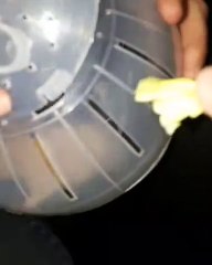 Quand un hamster se retrouve pour la première fois dans une balle. Trop cute !