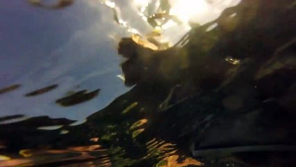 Manatee Hugs the Human