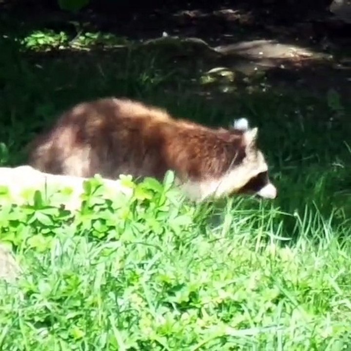 Admirez ce très beau raton laveur sauvage. Époustouflant !